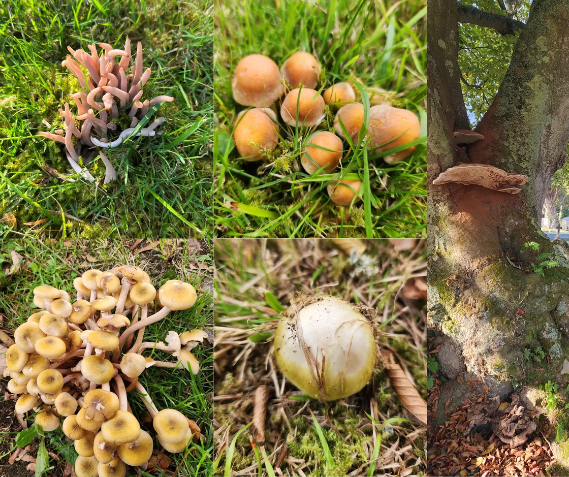Photos taken on the October fungi walk in Le Foulon Cemetery showing (left to right): smokey spindles (Clavaria fumosa), sulphur tufts (Hypholoma fasciculare), the artist’s conk (Ganoderma applanatum) above a blackening polypore (Meripilus giganteus), honey fungus (Armillaria mellea), and deathcap (Amanita phalloides)