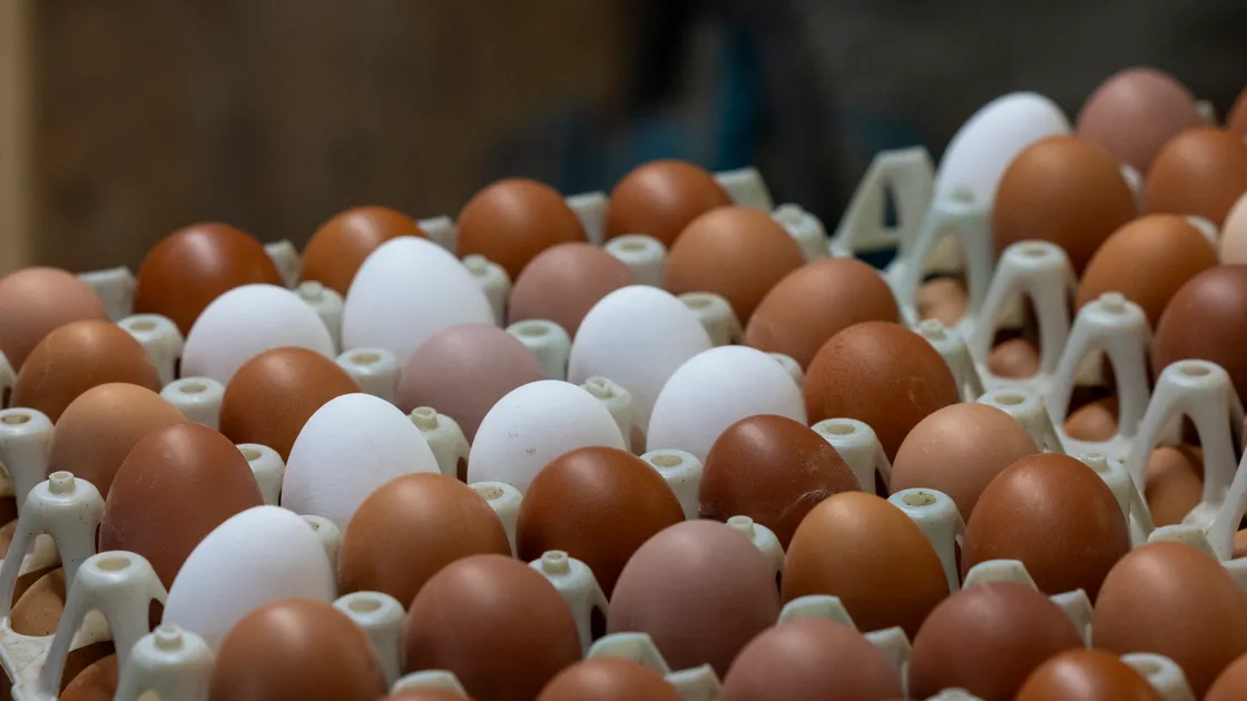 Islanders may spot the odd white egg in boxes in their boxes of Guernsey eggs, as the local farm has introduced a number of white hens in a innovative twist to boost production
