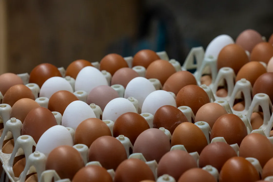 Islanders may spot the odd white egg in boxes in their boxes of Guernsey eggs, as the local farm has introduced a number of white hens in a innovative twist to boost production