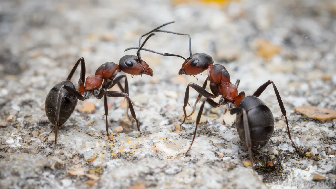 The ants, a species of wood ant, need dry, warm, open areas to nest in, which means they sometimes nest very close to the cliff paths.