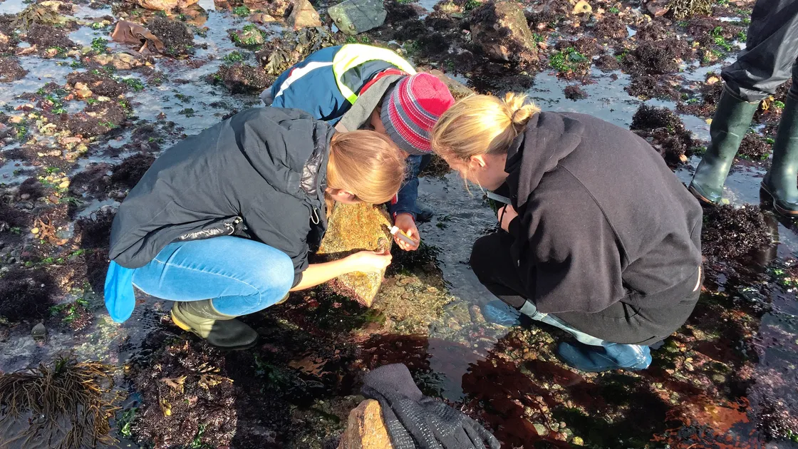 La Societe Guernesiaise members tag an ormer. (23566433)