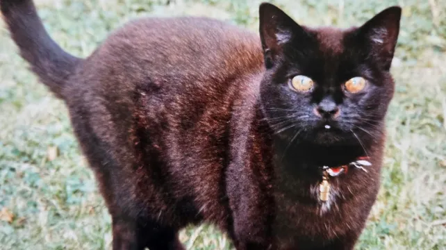 ‘Wait, that’s our cat!’ Islanders’ pet features in Gadoc show