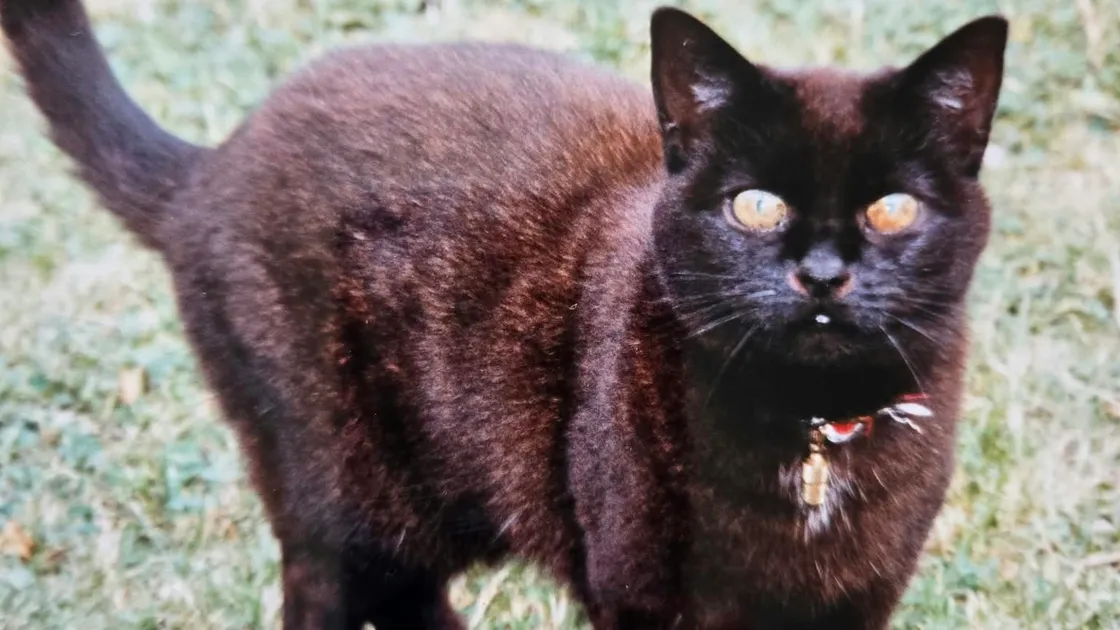 Bootsy, a cat belonging to island resident Sarah Jackson, is believed to feature in Gadoc’s performance of internationally acclaimed musical, Come From Away. 	 			 (34993981)