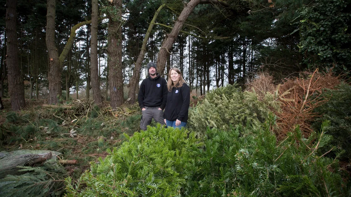 The Accidental Zoo Ruette de la Generotte Castel is being used as a Christmas tree recycling centre. (29067559)
