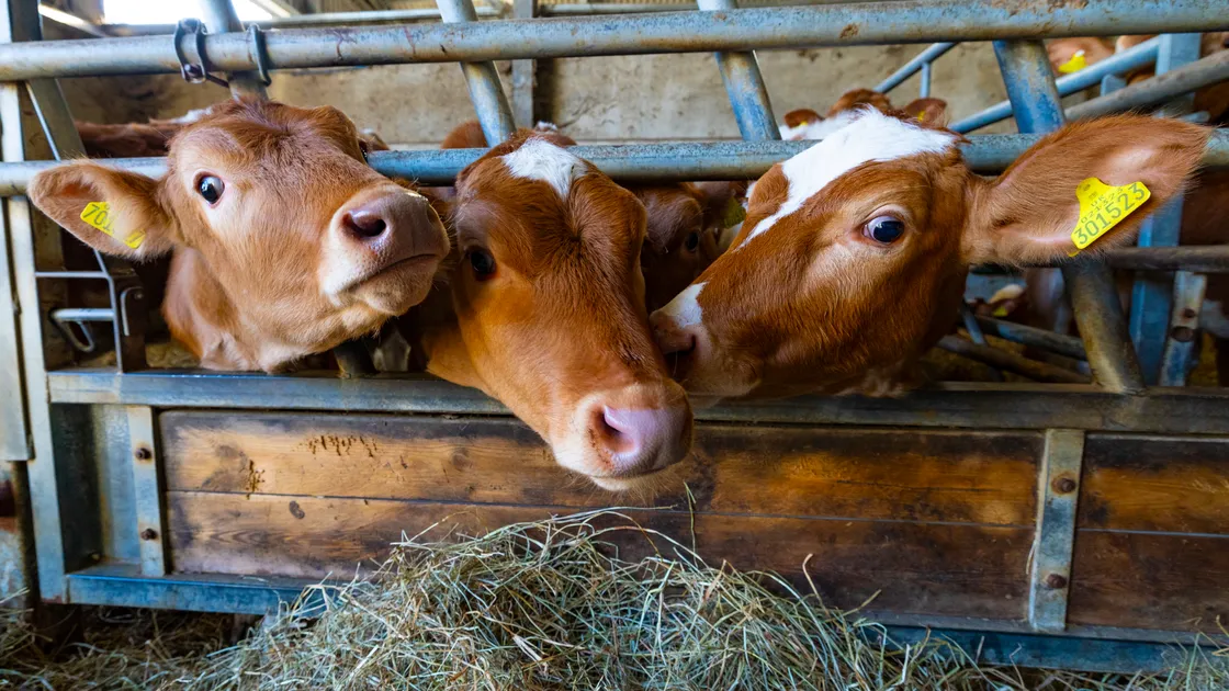 Sales of full cream milk have grown by more than 30% since 2019. 			