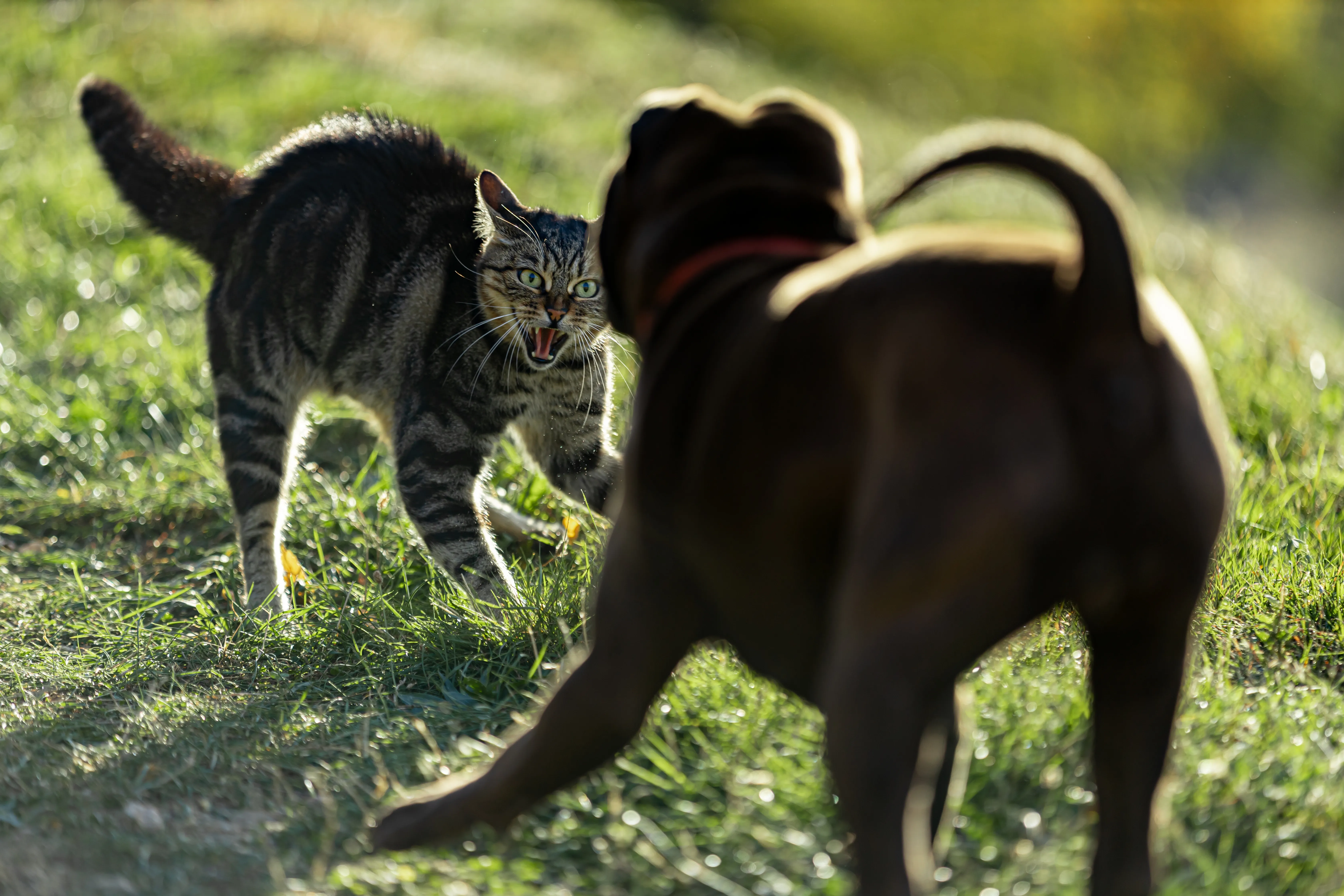 Cats vs dogs: the communication edit