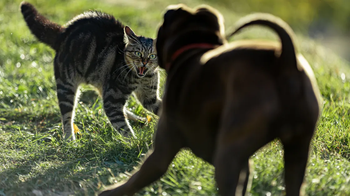 Cats vs dogs