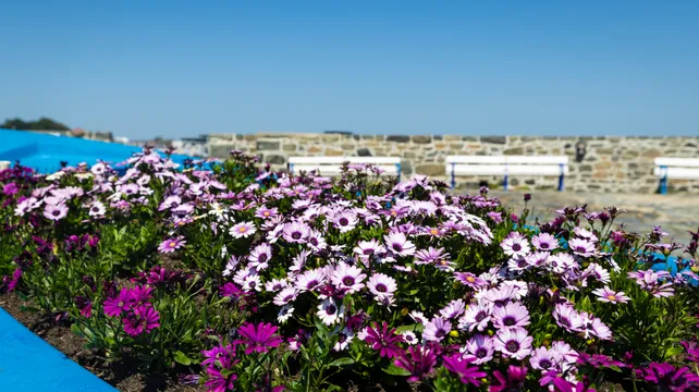 Town blooming with colour