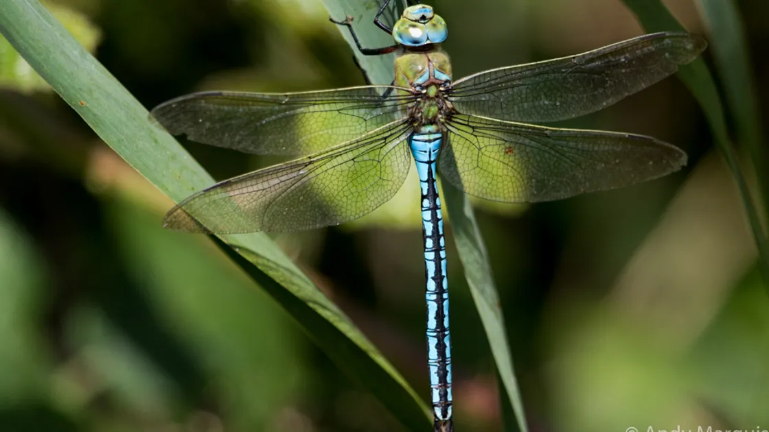 Migrant hawker. (Picture by Andy Marquis)