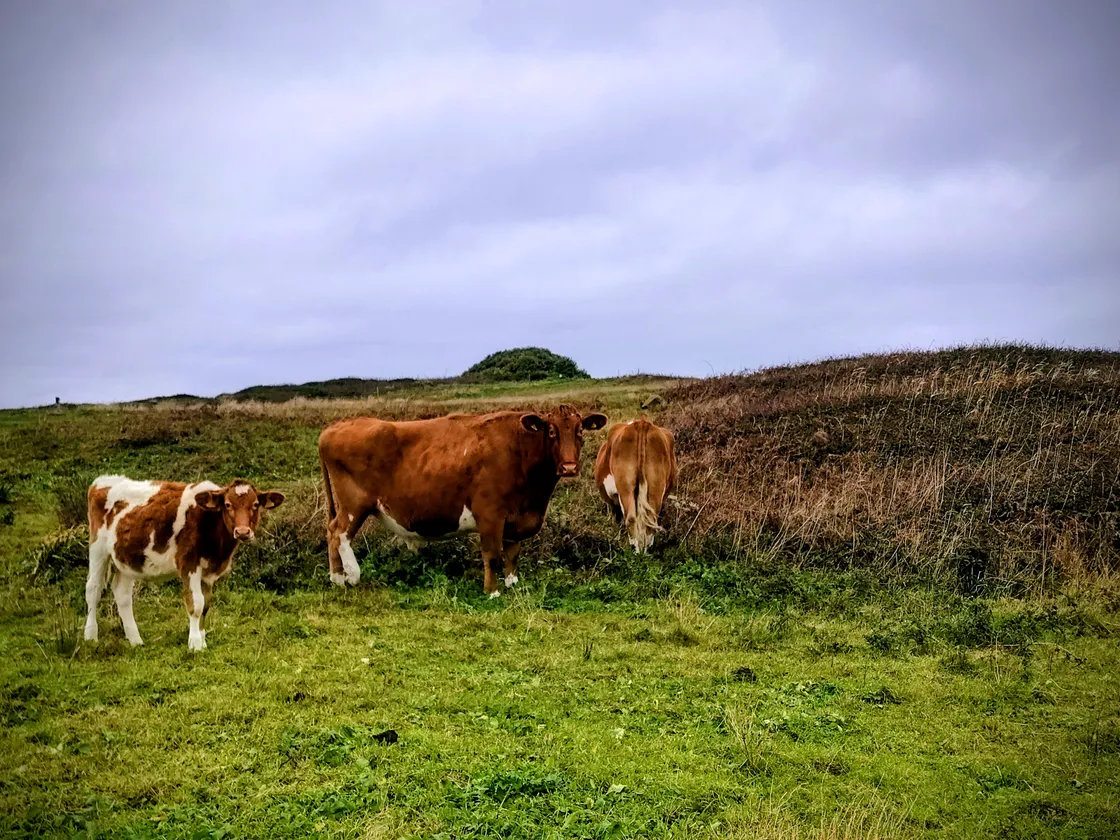Our boys grazing on Port Soif Common, but they won't knock back the encroaching brambles as much as goats