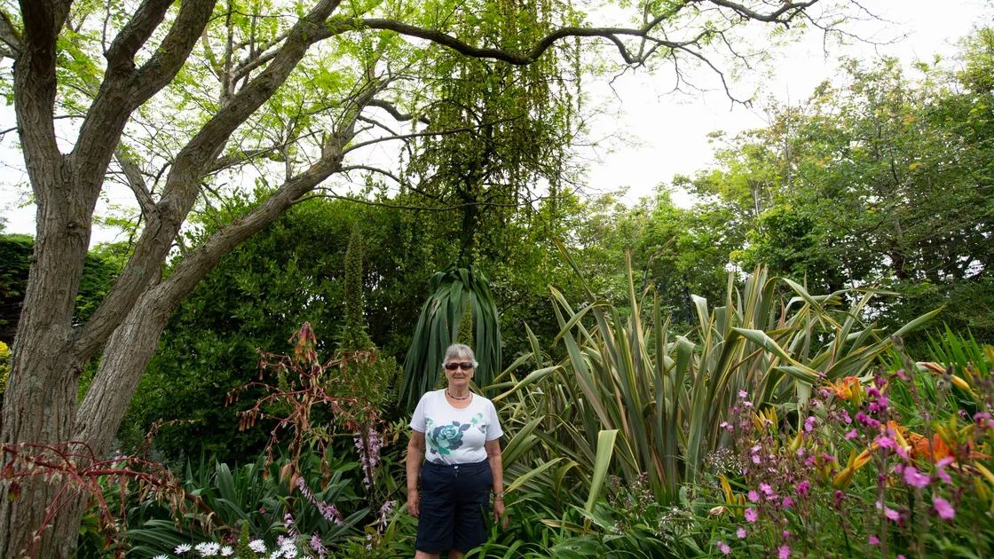 Rosemary Le Page is dwarfed by the giant plant which has bloomed for the first time. She is unsure of its identity, but believes it could be from the agave family, which blooms only once in its lifetime. (Picture by Cassidy Jones, 29664454)