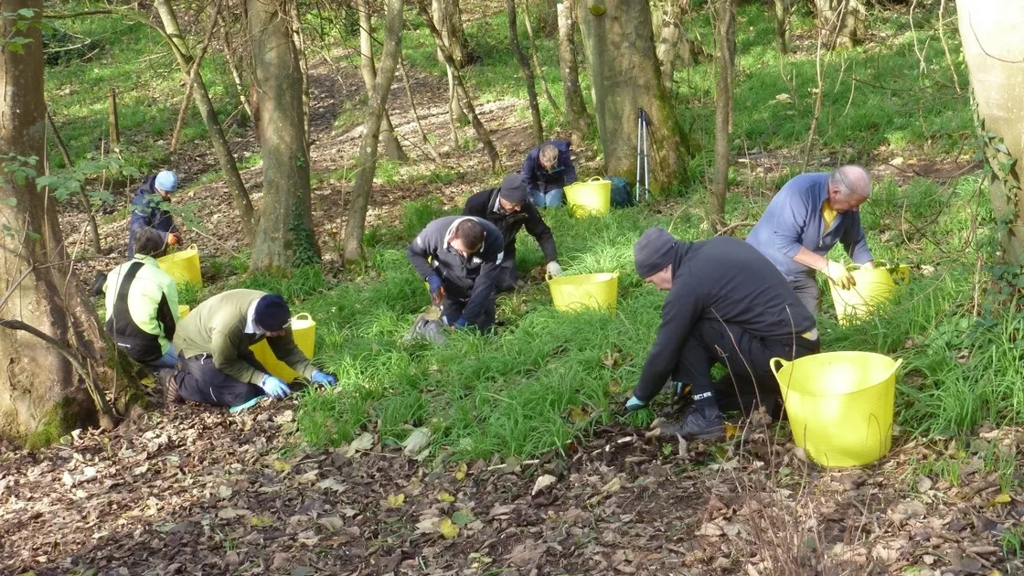 GCV removing the stinking onion bulbs in 2022. (32030513)