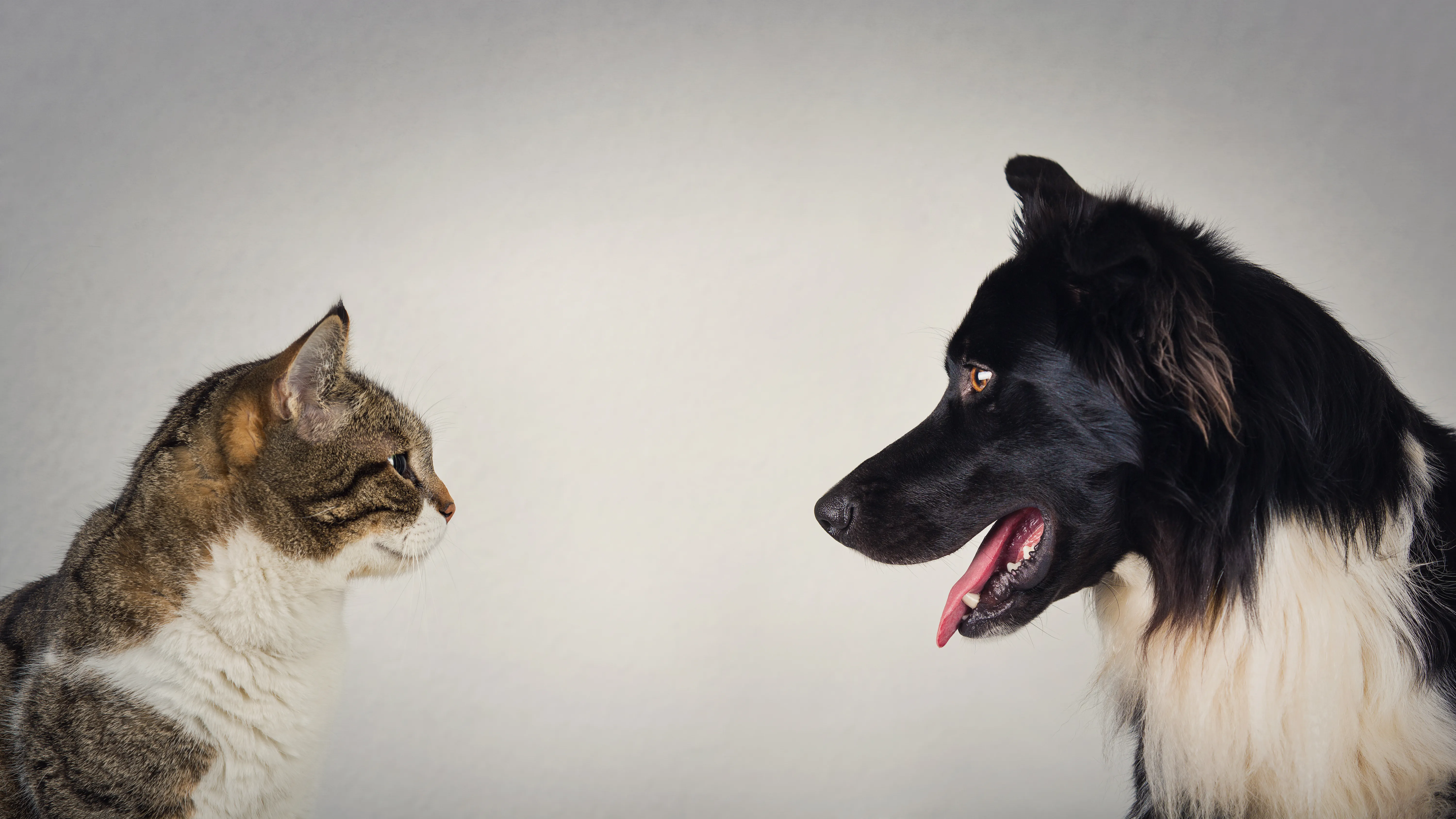 Cats vs dogs: the food edition