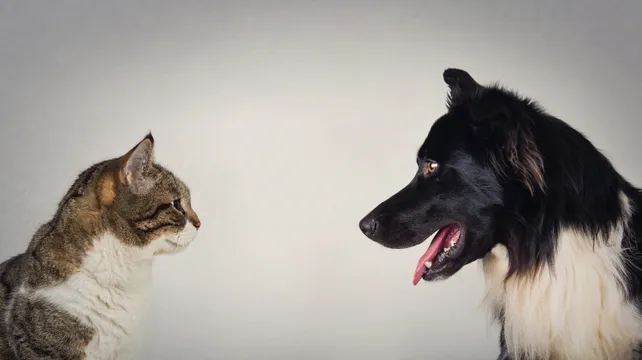 Cats vs dogs: the food edition