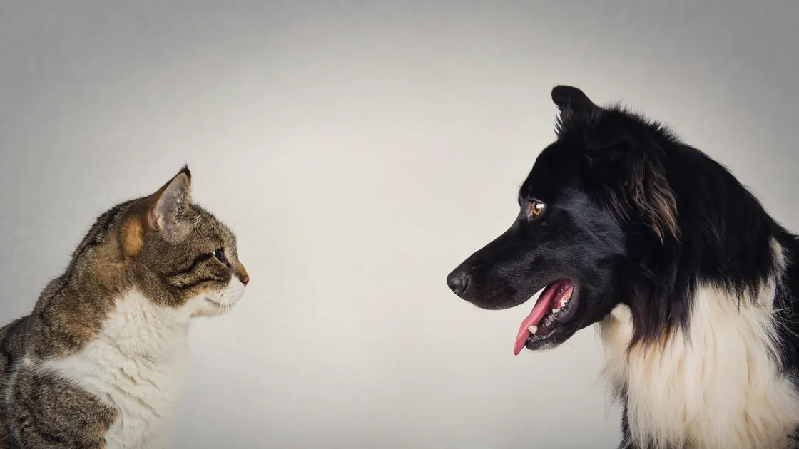 Cats vs dogs
