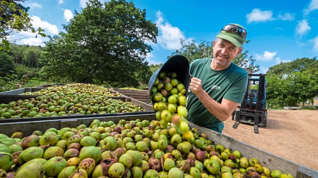 When life gives you lots of apples, swap them for cider