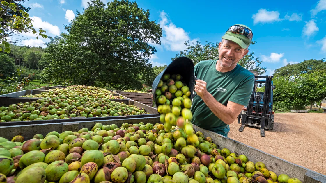 ‘Everyone’s harvest is huge – there are apples everywhere,’ said managing director James Meller
