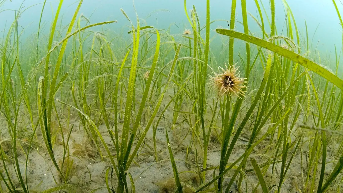 Eelgrass, a species of seagrass, thriving off Wales after seeds were harvested by the Alderney Wildlife Trust. (Picture copyright Paul Naylor)