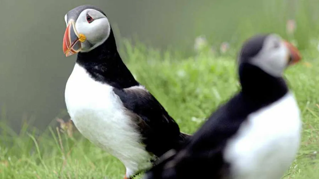 Burhou puffin webcams ready for action