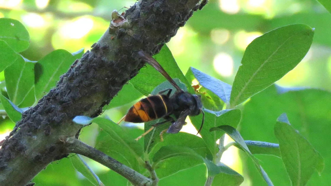 Three Asian hornets in Alderney in the Water Lane area.