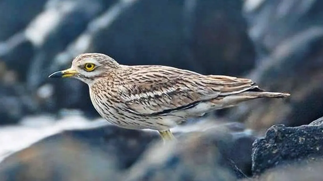 Alderney had its first record of a rare migrating visitor on 2 April - a stone curlew, which winter in southwest Europe and North Africa before travelling to southen England or East Anglia. Image by Chris Bale. (29429458)