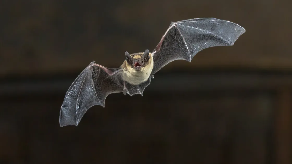 Pipistrellus pipstrellus