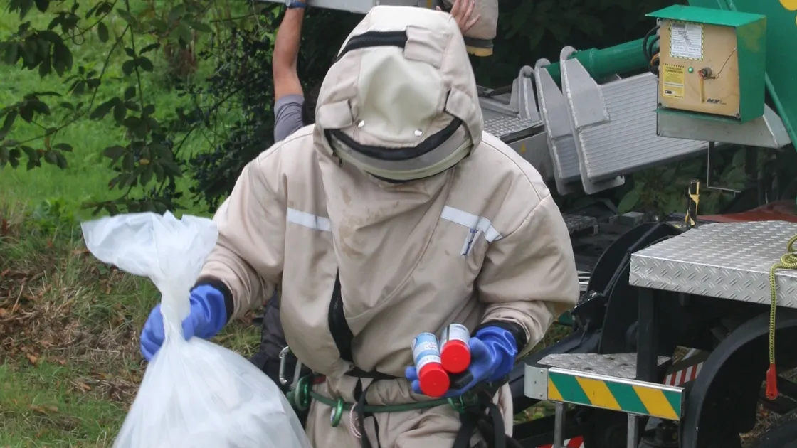 The Asian Hornet Guernsey team in action removing a nest from a tall tree. This year has already seen a fourfold increase in numbers which the team aim to elimate by winter so there are no queens left over. (32255838)