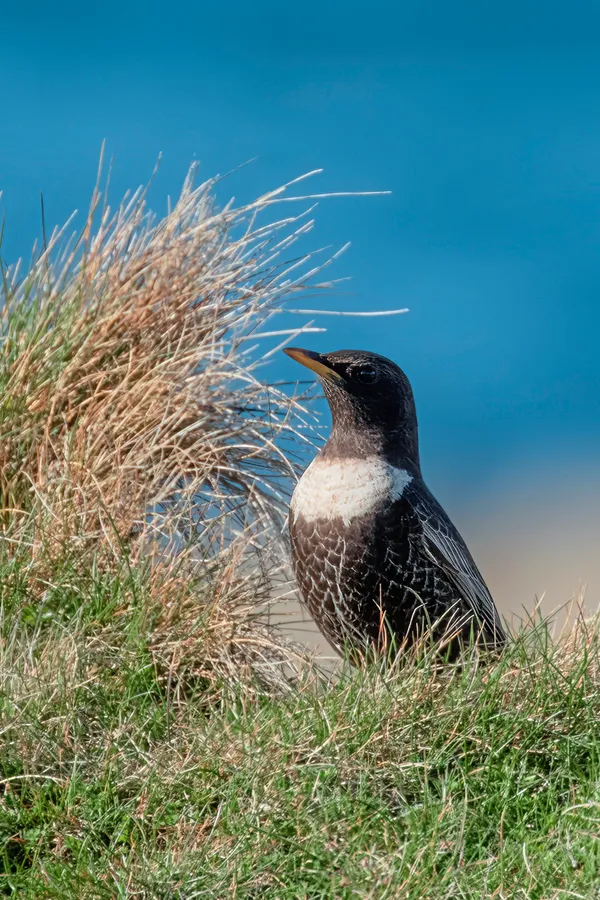 Ring ouzel