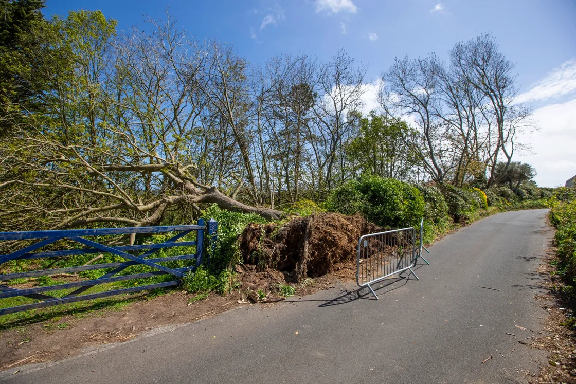 Two trees have been blown over at a property in Rue du Hamel, Castel. (Picture by Peter Frankland, 29509329)