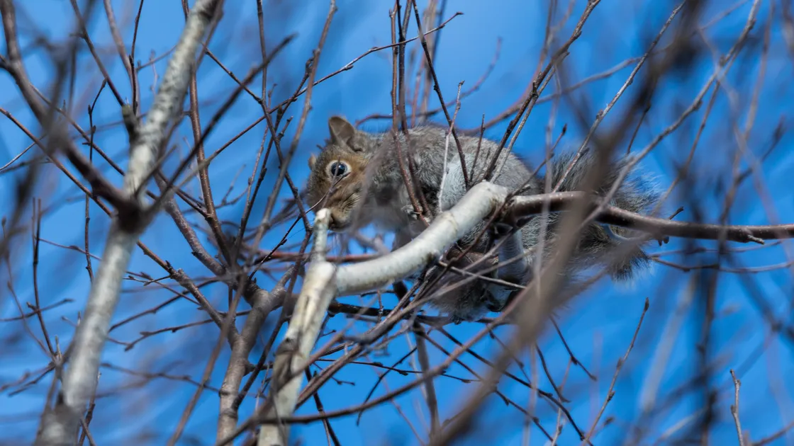 Elvis the squirrel, who arrived in the island as a stowaway in a Ferryspeed trailer, was spotted in a tree at Grande Maison Road last week. (Picture by Peter Frankland, 34066449)