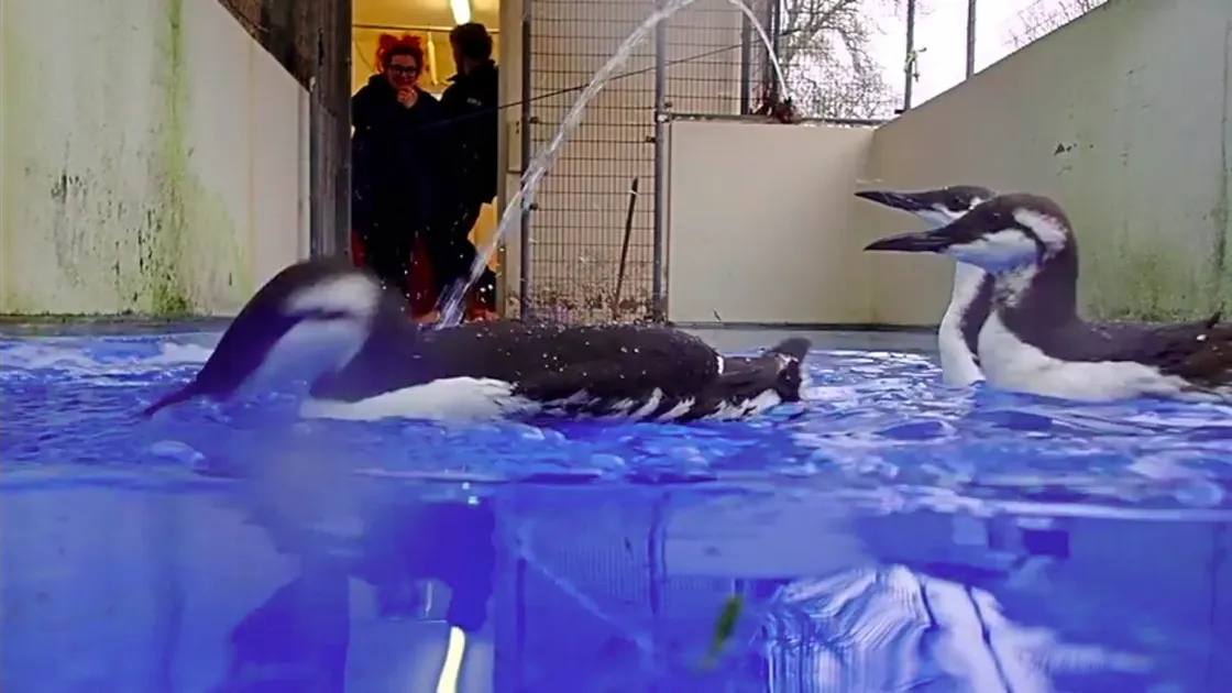 Oiled guillemots which were cleaned and restored to health by the GSPCA, then had rings attached and returned to the wild. Picture supplied by Steve Byrne Corinne Connolly (26927338)