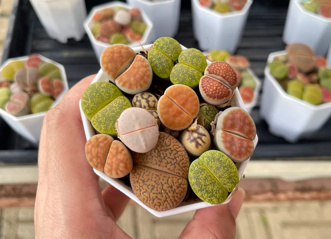 Lithops – or living stones – don’t need a lot of watering.