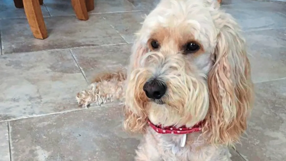 GSPCA hopeful of returning runaway Rufus to his owner