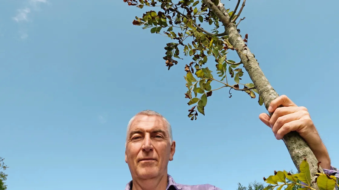 Principal environment services officer for Agriculture, Countryside & Land Management Services Andy McCutcheon. Ash dieback, an untreatable disease that causes leaf loss, crown dieback and bark lesions in Ash trees has been confirmed at seven sites in Guernsey. 				      (Picture by Adrian Miller, 22155089)