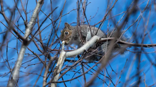 Return of the King – Elvis the Squirrel makes a comeback