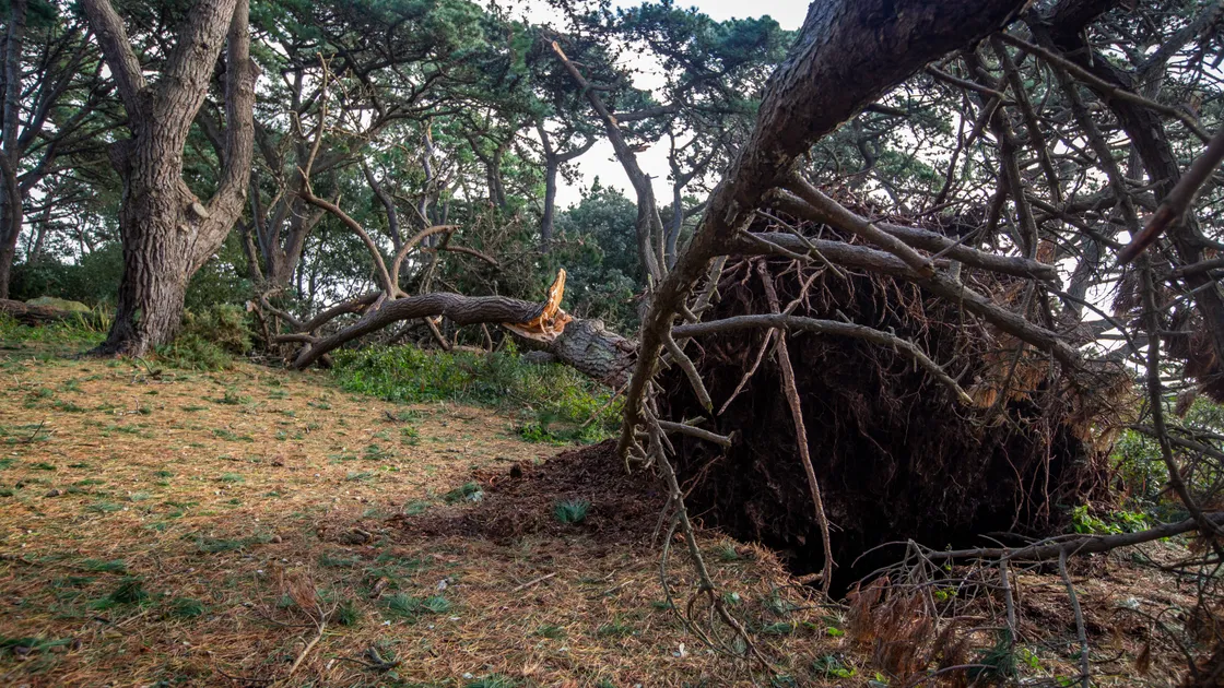 Last October’s Storm Ciaran ended with 15 trees being lost from the site. (33741876)