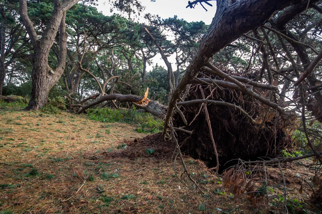Last October’s Storm Ciaran ended with 15 trees being lost from the site. (33741876)