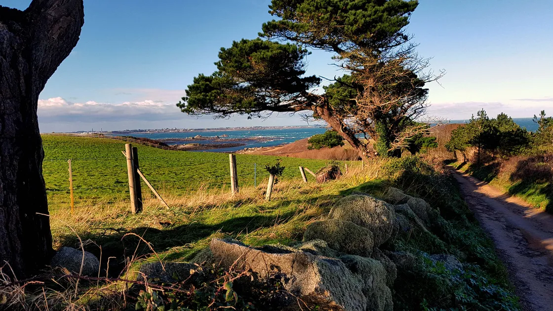 Looking north from the Spine Road in Herm on a bright but Breezy first day of 2018. (Picture by Tony Rive)