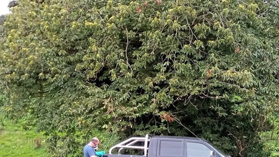 Damian Harris, from the Asian Hornet Team, next to the sweet chestnut tree where an Asian hornet nest was found - the first to be found in Guernsey in 2019. (25750208)
