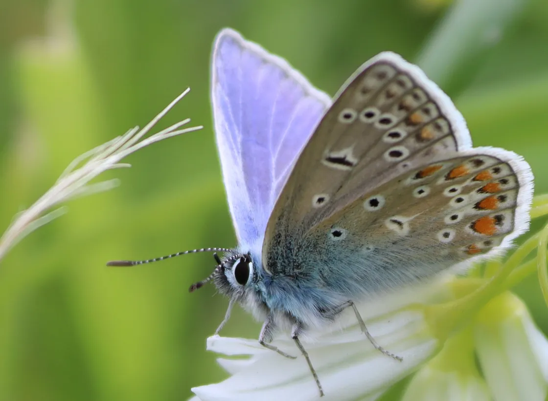 The flowers attract many pollinators