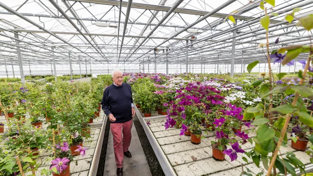 The king of clematis going for gold once more at Chelsea
