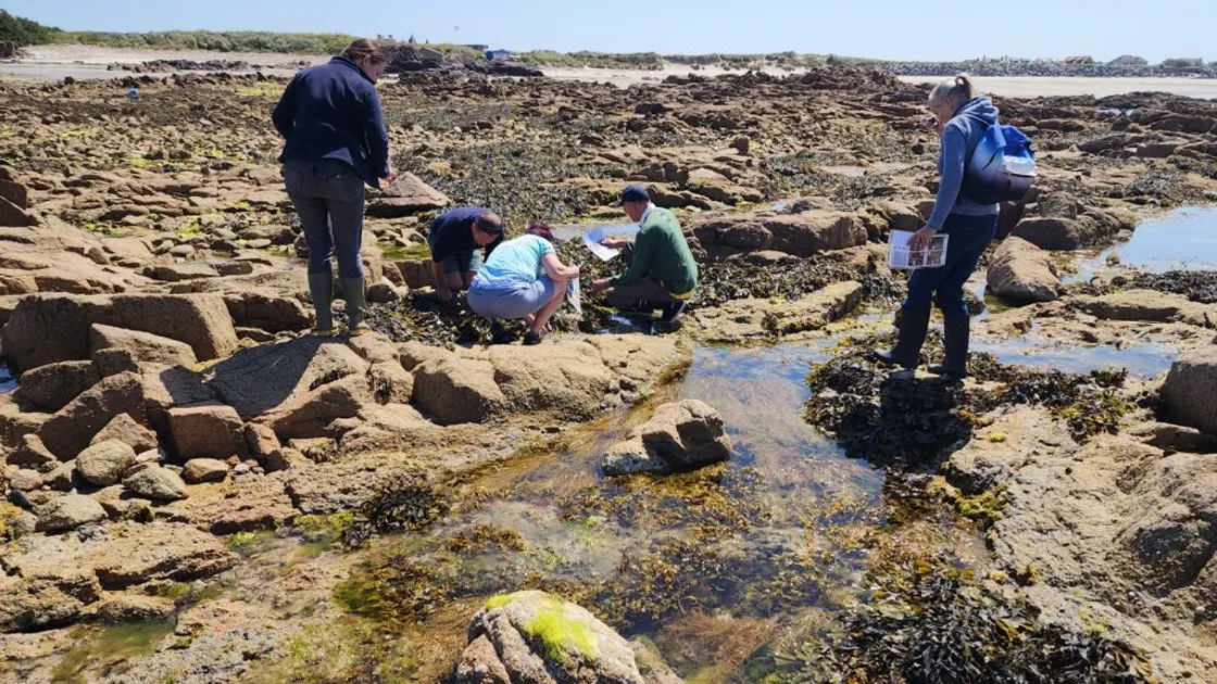 Volunteers searching for seaweeds in rockpools at Grandes Rocques