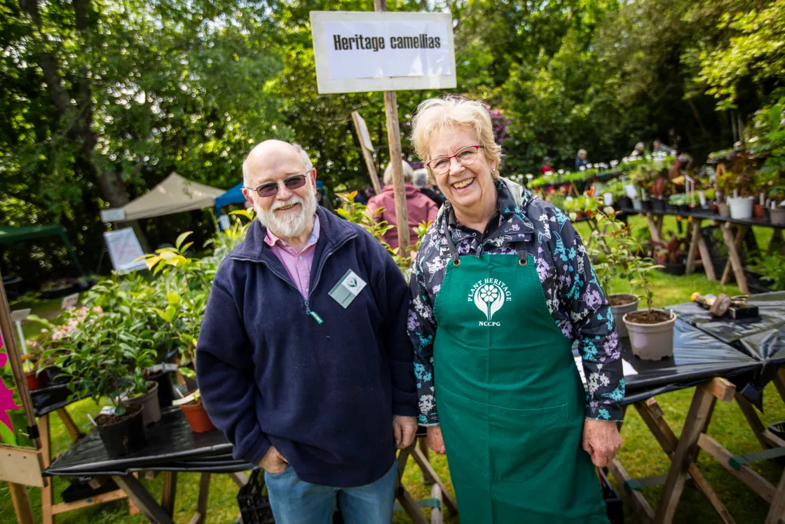 Nerine group leader Andrew Lanoe and organiser Linda Fermont with the heritage camellias at the Giant Plant Sale at Saumarez Manor in 2024.
