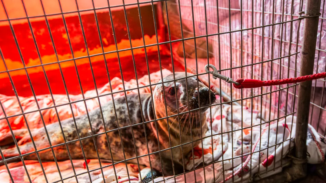 Seal pups Roar and California Gurl might be released back to the sea before the seal facilities are knocked down to allow its new wildlife hospital to be built. (Picture by Sophie Rabey, 34027509)