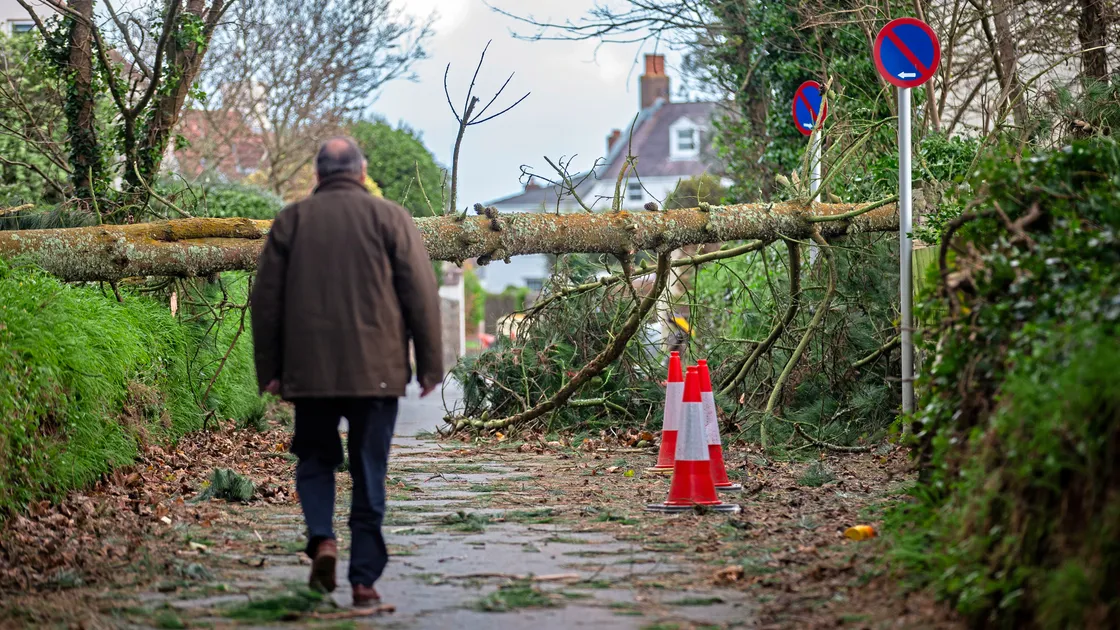 A tree landed on the rear access gate at the College Field, blocking Rue a L'Or. (Picture by Peter Frankland, 33852345)