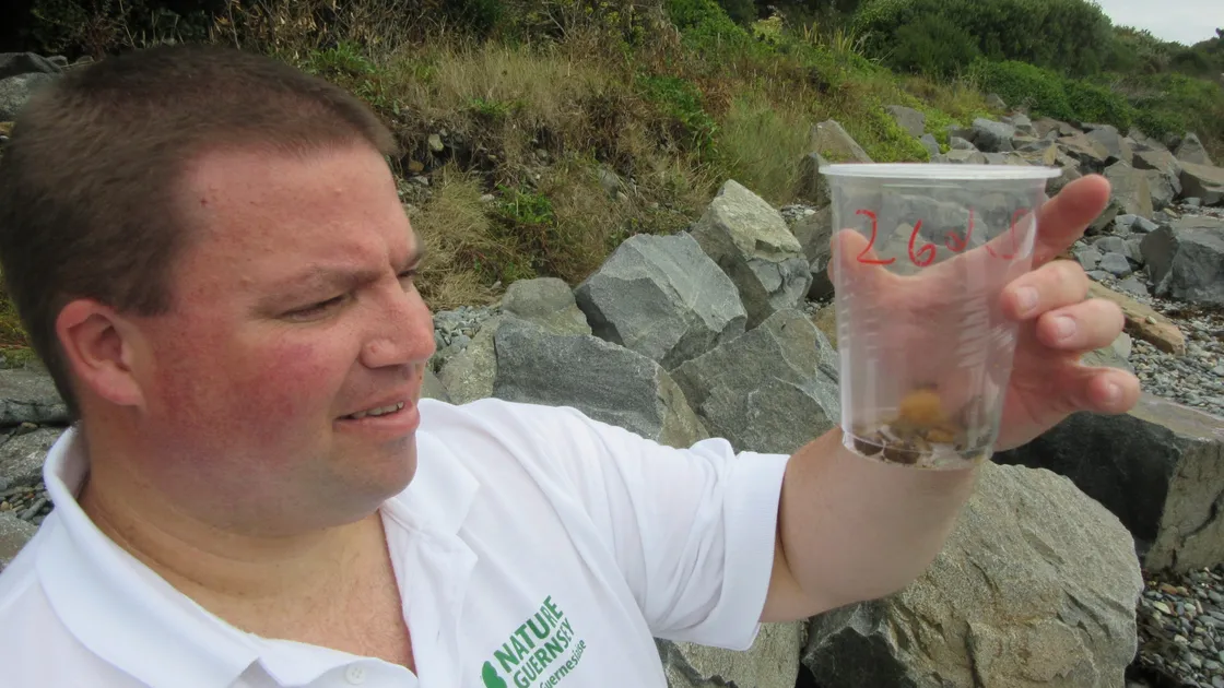  Andy Marquis checks a trap for scaly crickets. (28611566)