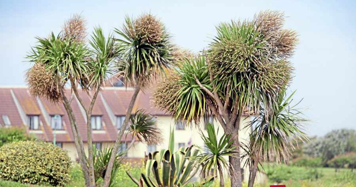 Blooming trees a sign of long, hot summer ...according to traditional ...