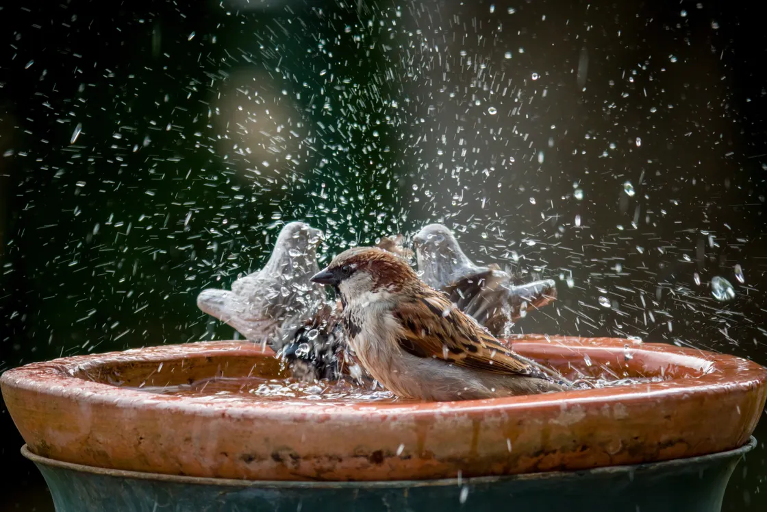 Set up shallow bird baths in shady areas, as birds cannot sweat and need to cool down.