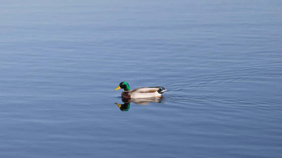 ‘It will soon be spring and the chiffchaffs will be arriving soon, they are the first of the warblers to visit, followed by sand martins and blackcaps, which all come through here’