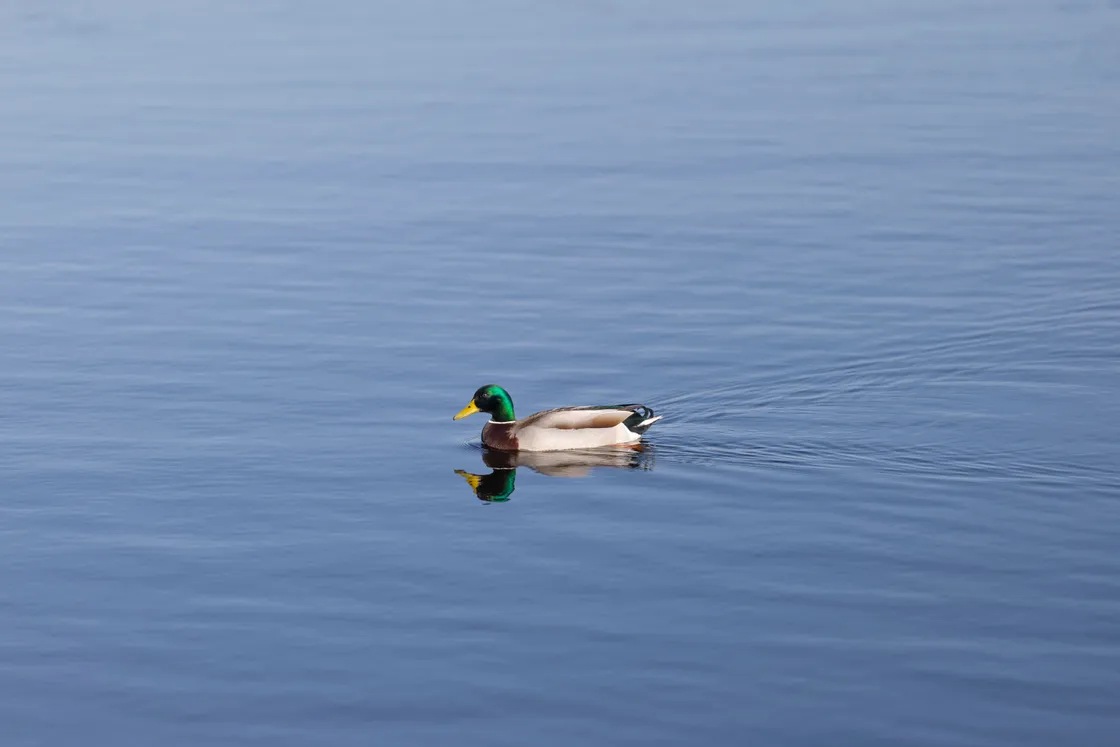 ‘It will soon be spring and the chiffchaffs will be arriving soon, they are the first of the warblers to visit, followed by sand martins and blackcaps, which all come through here’